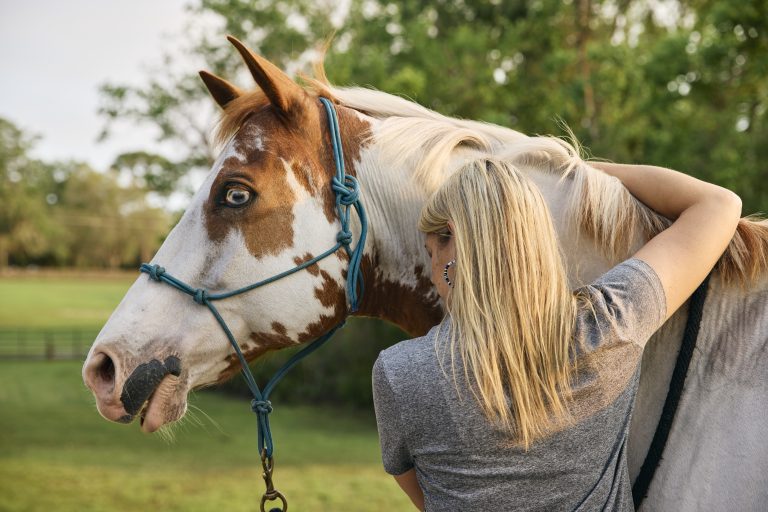 Selecting Your Perfect Horse: What to Know Before Choosing Your New Equine Friend