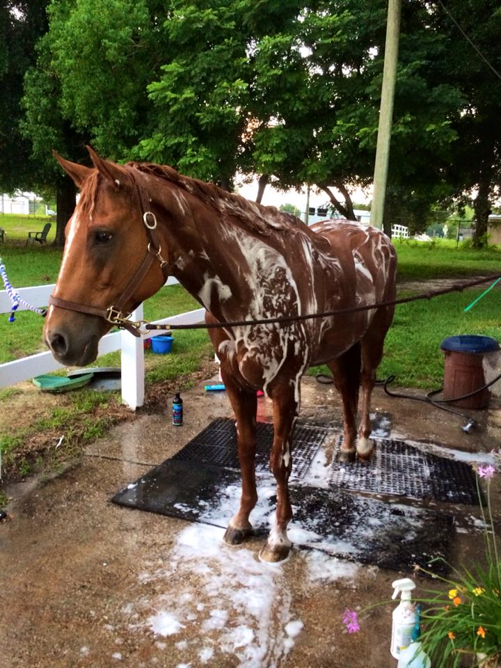 Essential Horse Grooming & Care: Best Practices for a Healthy Horse